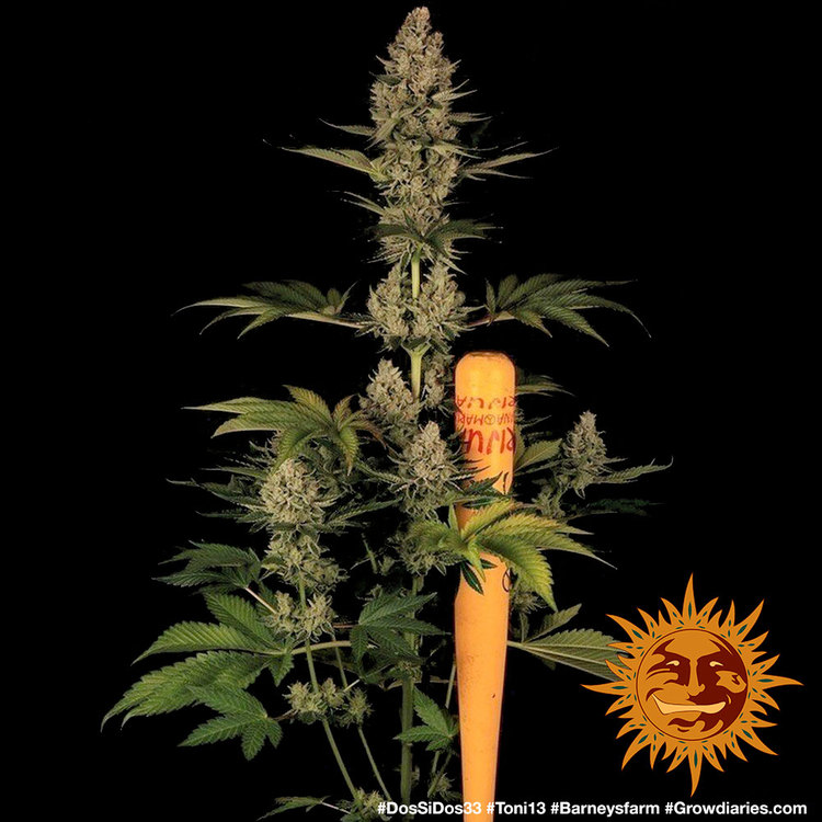 Barney Farm Dos Si Dos 33 Феминизированные семена конопли — фото 10