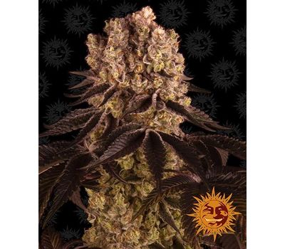 Barney's Farm Purple Punch Фотопериодные семена конопли