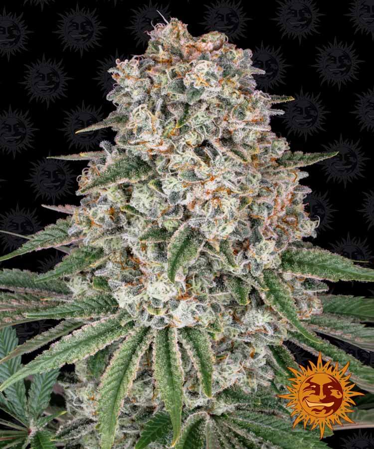 Delicious Seeds Tropicanna Banana Феминизированные семена конопли