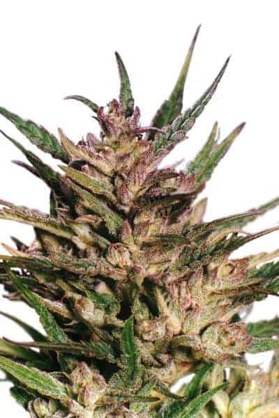 Passion #1ular Фотопериодные семена конопли