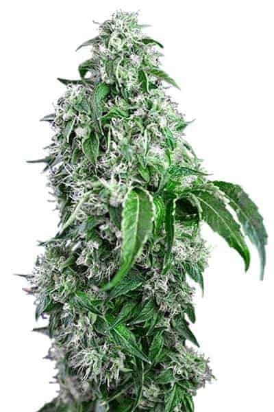 Big Devil FV Феминизированные фотопериодные семена конопли