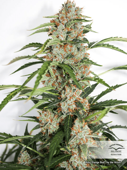 Dutch Passion Auto Orange Bud автоцветущие семена конопли