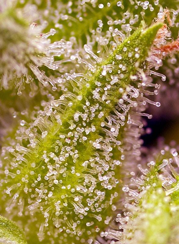 Sweet Cherry Pie фотопериодные семена конопли — фото 2