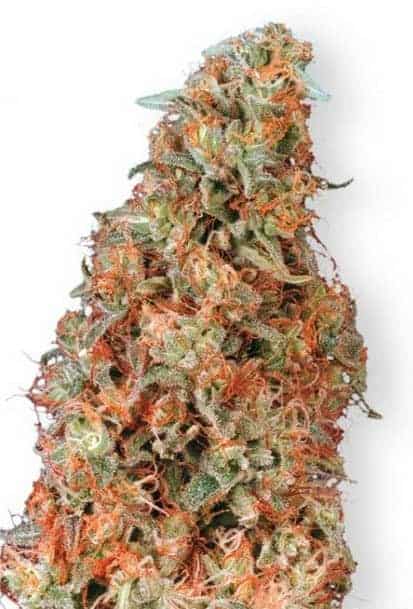 Dutch Passion Power Plant Фотопериодные семена конопли — фото 2