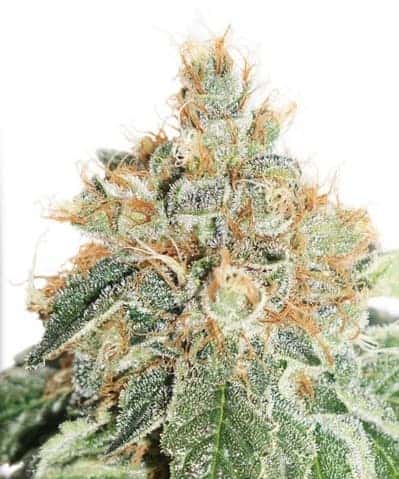 Auto Colorado Cookies Автоцветущие феминизированные семена конопли