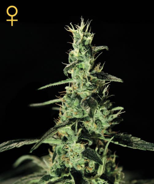 Green House Seeds Alaskan Ice Фотопериодные семена конопли