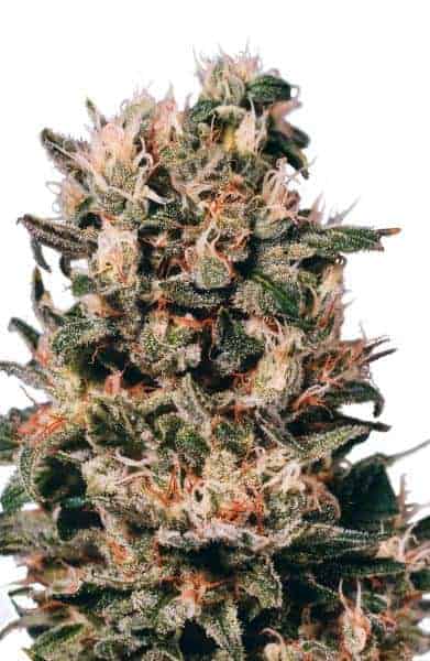 Euforia Фотопериодные семена конопли