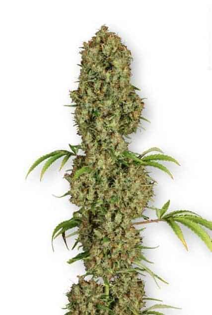 Dutch Passion Jorge's Diamonds #1 фотопериодные семена конопли