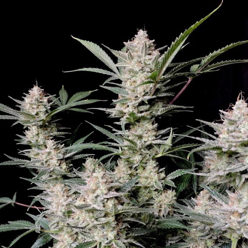 Strawberry Gorilla Auto Автофеминизированные семена конопли — фото 3
