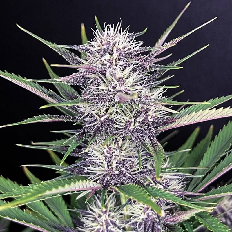 Banana Purple Punch Auto Автофеминизированные семена конопли — фото 2