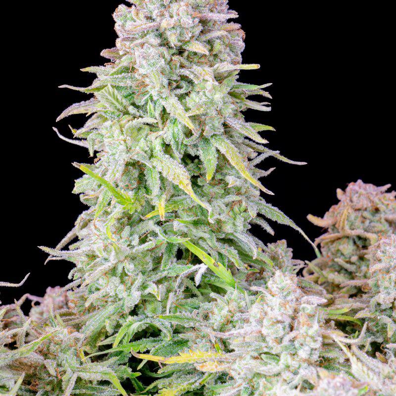 Original Auto Afghan Kush автофеминизированные семена конопли — фото 2
