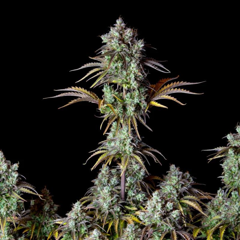 Original Auto Big Bud Автофеминизированные семена конопли — фото 2