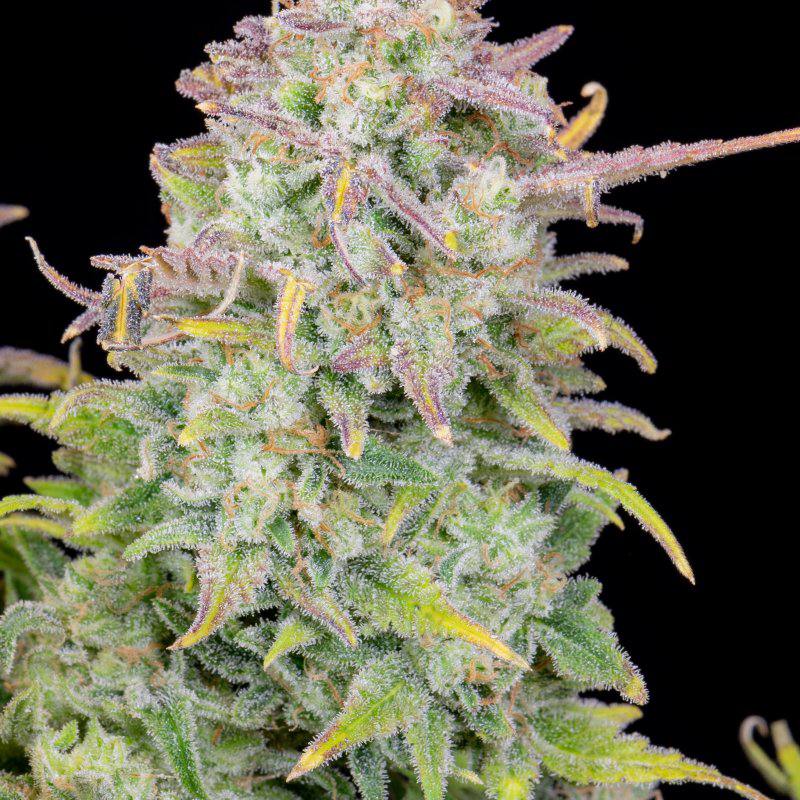 Original Auto Trainwreck Автоцветущие феминизированные семена конопли — фото 4