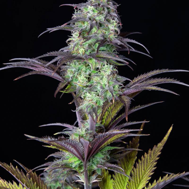 Original Auto Blueberry Автофеминизированные семена конопли — фото 2