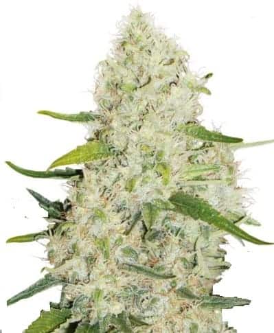 Auto Think Big Автофеминизированные семена конопли