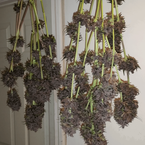 Fastberry Auto Автофеминизированные семена конопли — фото 3