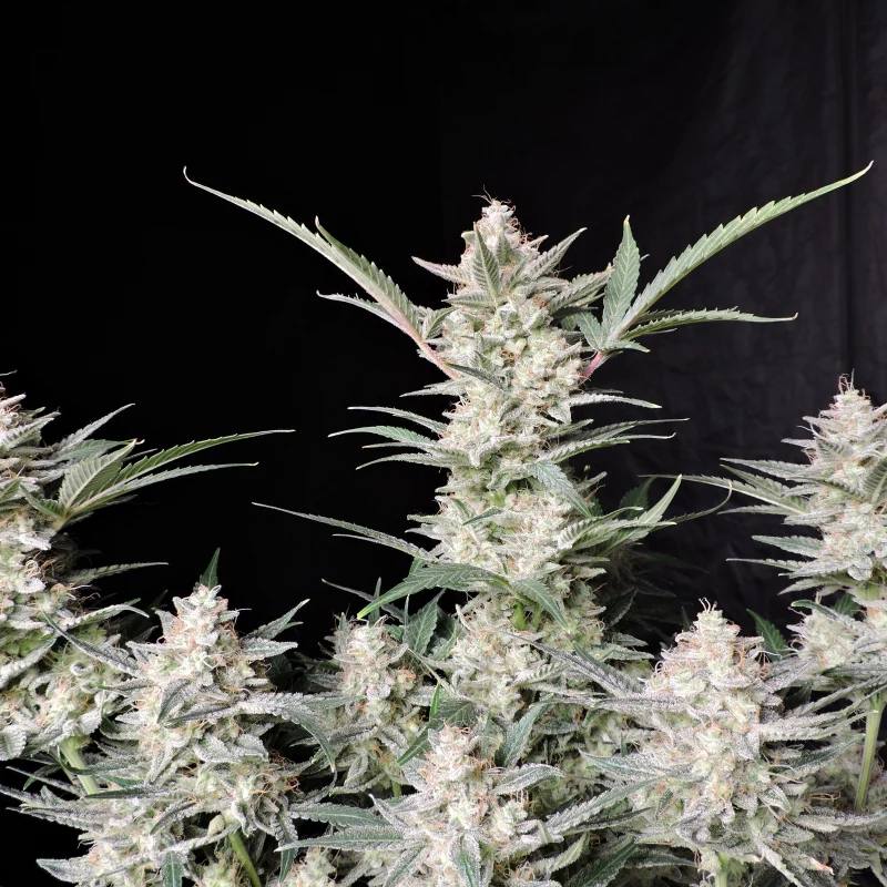 Strawberry Gorilla Auto Автофеминизированные семена конопли — фото 4