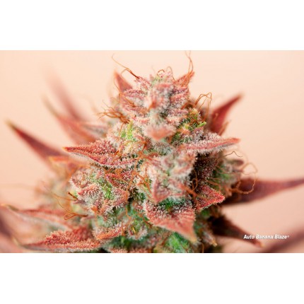 Auto Banana Blaze Автоцветущие феминизированные семена конопли — фото 4