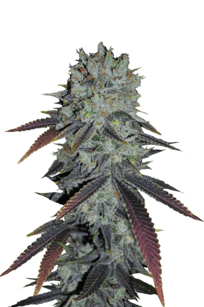 Fastberry Auto Автофеминизированные семена конопли