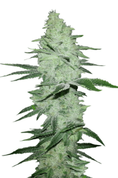 Six Shooter Auto Автофеминизированные семена конопли