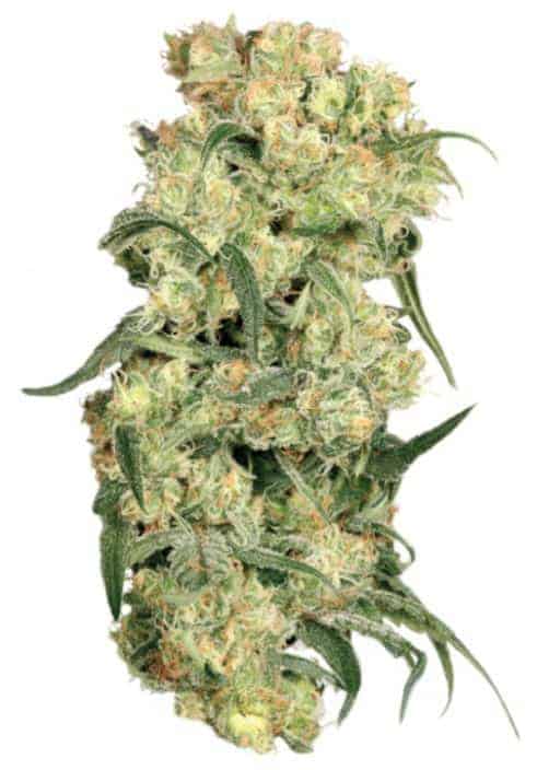 Dutch Passion Freddy's Best фотопериодный сорт семена конопли