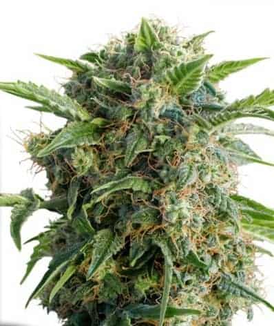 Auto Daiquiri Lime Автофеминизированные семена конопли