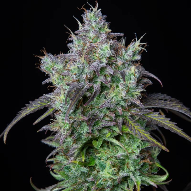 Original Auto Big Bud Автофеминизированные семена конопли — фото 4