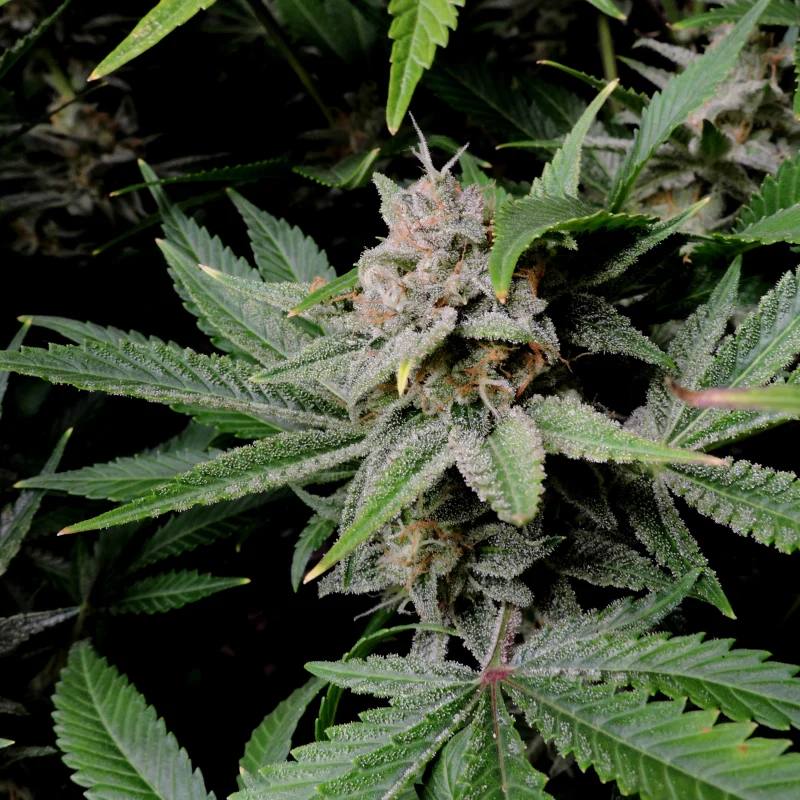 Cherry Cola Auto Автоцветущие семена конопли — фото 5