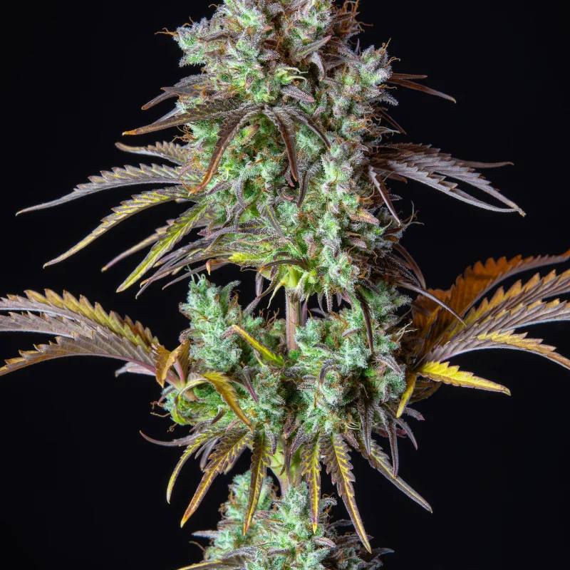 Original Auto Big Bud Автофеминизированные семена конопли — фото 5