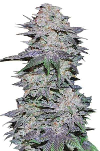 Blackberry Auto Автоцветущие феминизированные семена конопли