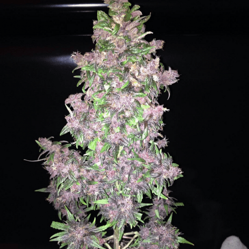 Fastberry Auto Автофеминизированные семена конопли — фото 6