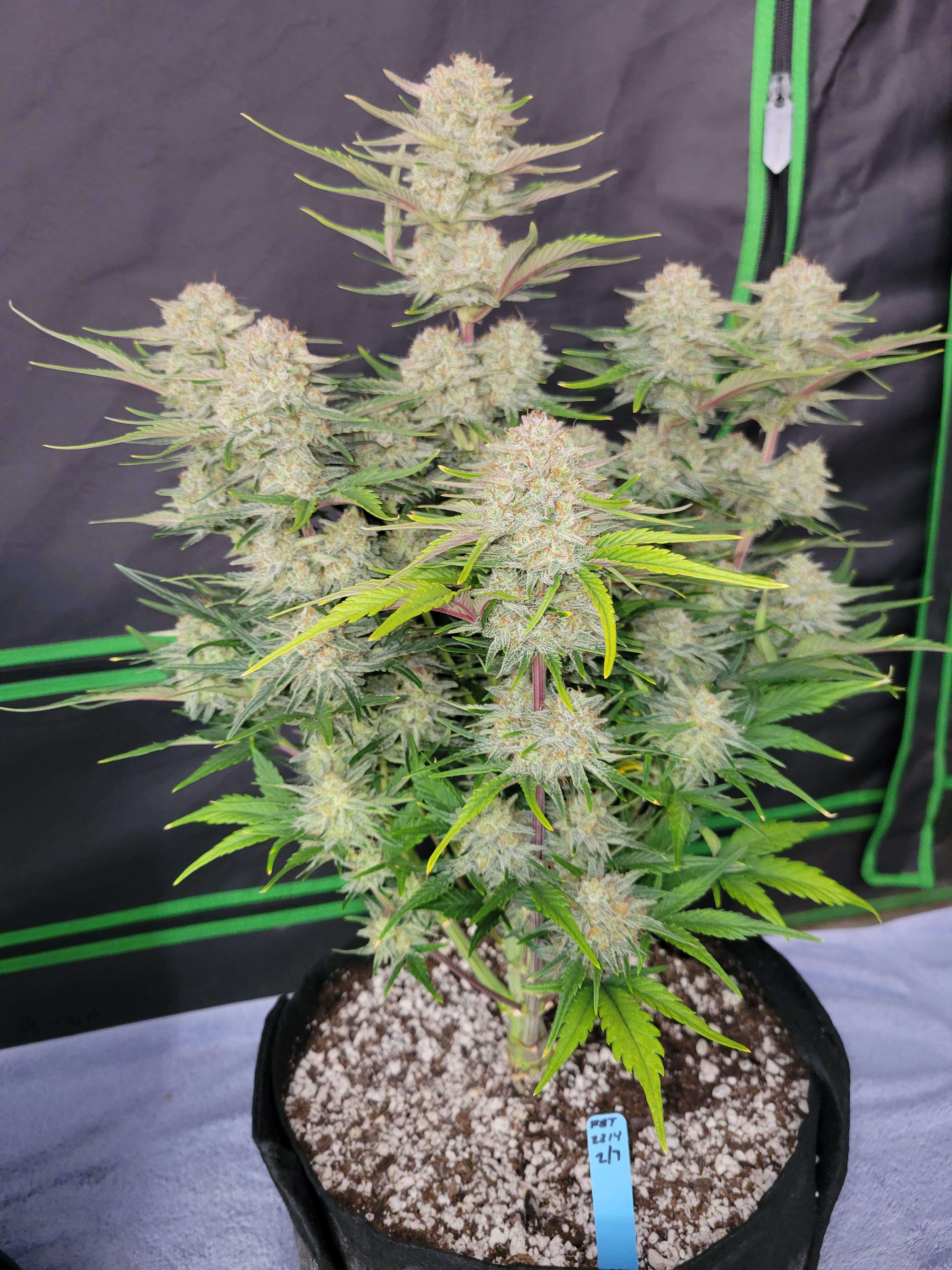 Apricot Auto Автофеминизированные семена конопли — фото 2