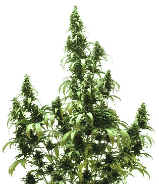 Auto Blueberry Автофеминизированные семена конопли