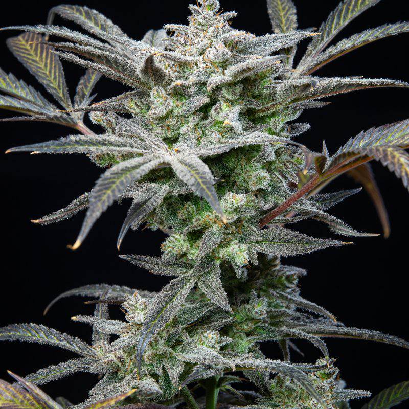 Strawberry Gorilla Auto Автофеминизированные семена конопли — фото 7