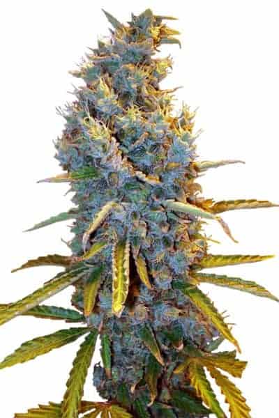 Cream Caramel F1 Fast version феминизированные семена конопли