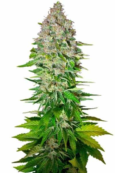 Sweet Seeds Jack 47 FV фотопериодные феминизированные семена конопли