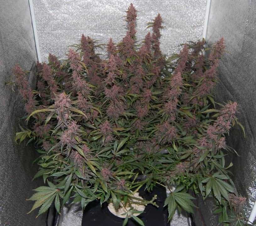 Blackberry Auto Автоцветущие феминизированные семена конопли — фото 2