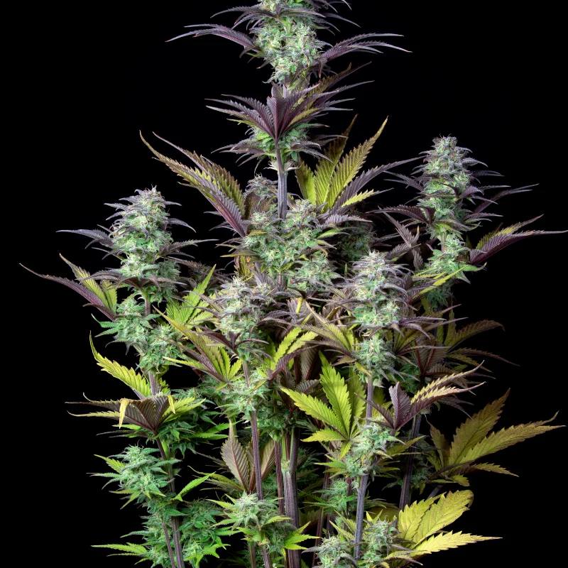 Original Auto Blueberry Автофеминизированные семена конопли — фото 7