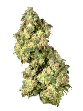 Ultra Skunk Фотопериодные феминизированные семена конопли