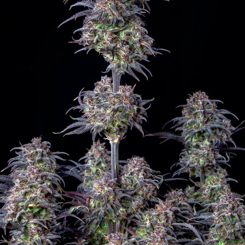Original Auto Blueberry Автофеминизированные семена конопли — фото 8