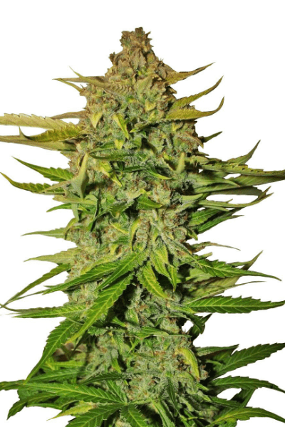 FastBuds Pineapple Express Auto Автоцветущие феминизированные семена конопли