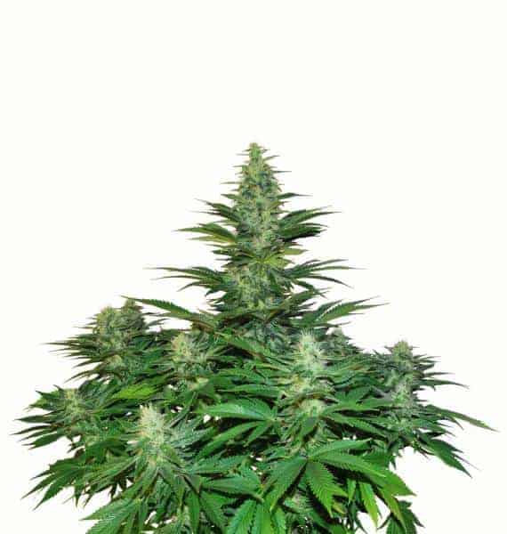 Dutch Passion Dark Delight феминизированные фотопериодные семена конопли