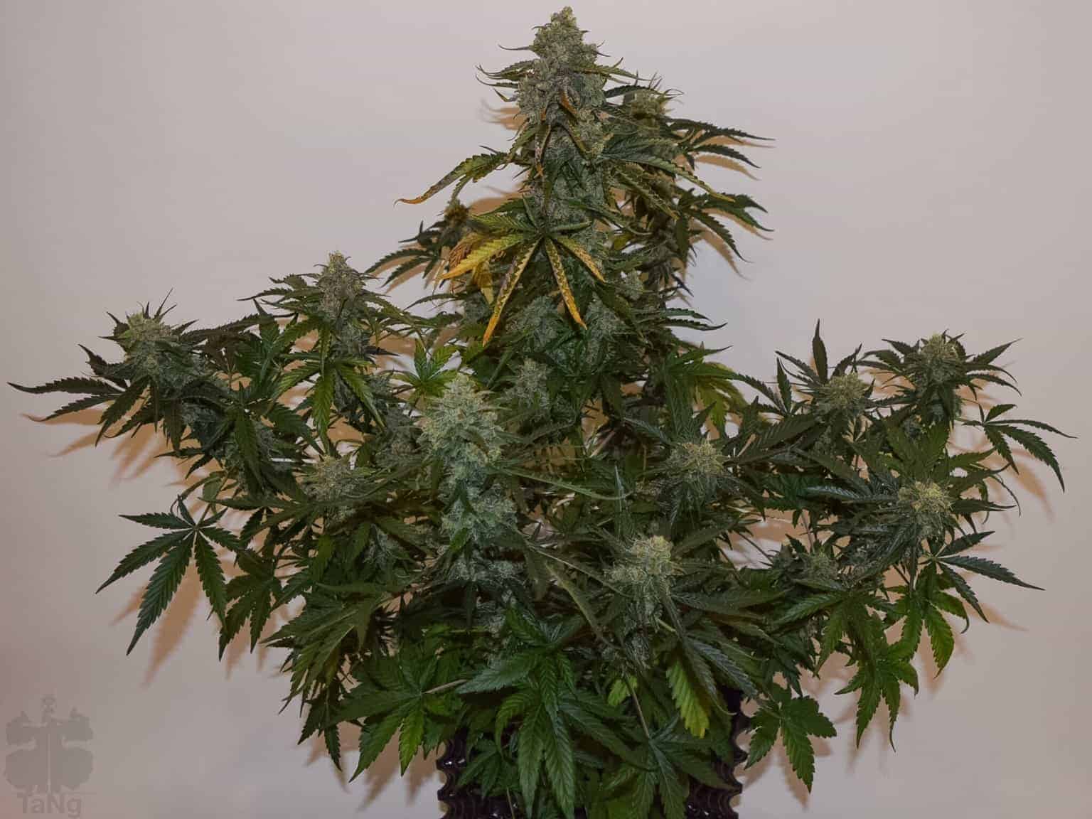 Auto Brooklyn Sunrise Автоцветущие феминизированные семена конопли — фото 3