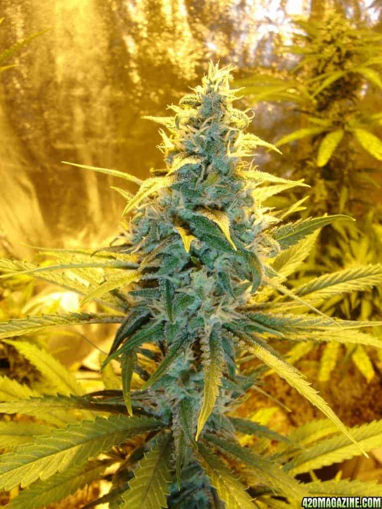 Barney's Farm Acapulco Gold Фотопериодная семена конопли — фото 2