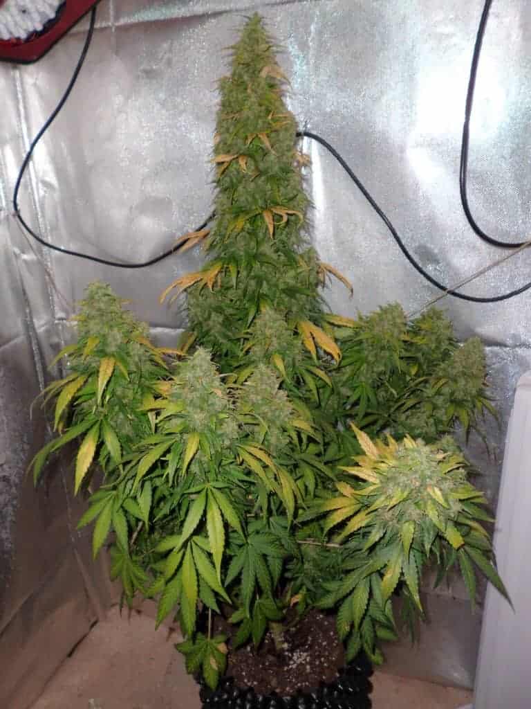 Auto Durban Poison Автофеминизированные семена конопли — фото 3