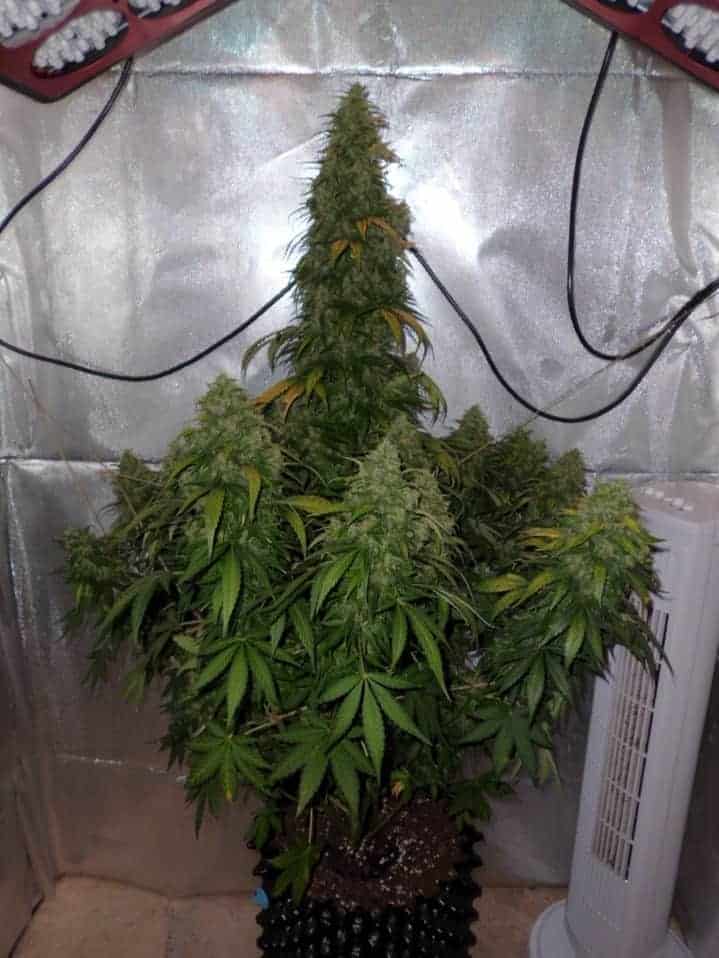 Auto Durban Poison Автофеминизированные семена конопли — фото 4