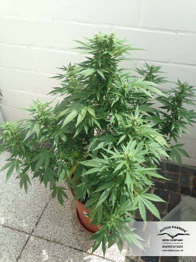 Auto Durban Poison Автофеминизированные семена конопли — фото 2