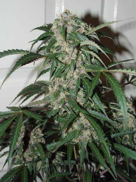 Auto Frisian Dew Автофеминизированные семена конопли — фото 3
