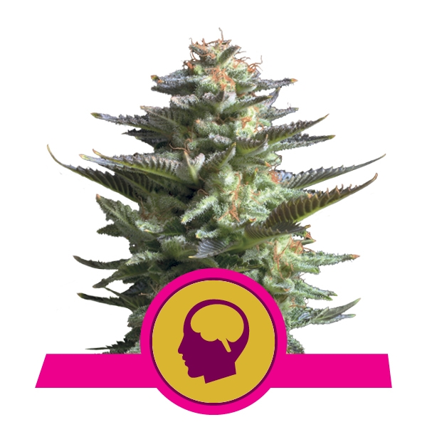 Royal Queen Seeds Amnesia Haze феминизированные фотопериодные семена конопли