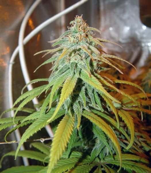 Barney's Farm Amnesia Lemon фотопериодные семена конопли — фото 2